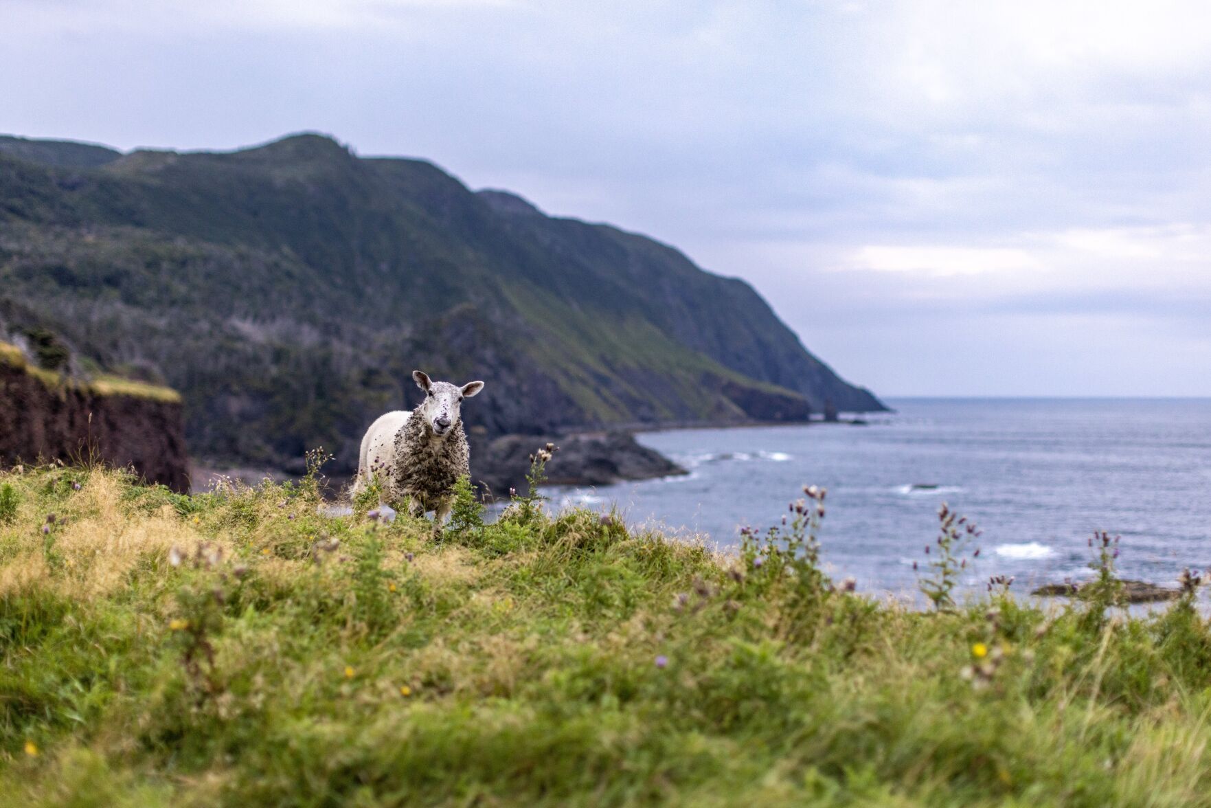 Gros Morne, Green Gardens Trail - Dru Kennedy.jpg